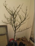arbre 1.jpg