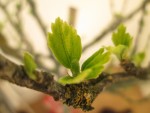 arbre 2.jpg