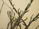 arbre 3.jpg