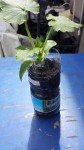 J'ai pris en photo un seul plants, mais ils sont tous ainsi.