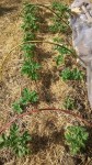 Les rangs vu par le haut.<br />vous remarquerez que les plants ont légèrement été buttés pour facilité la reprise après le gel.