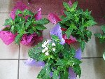 27.08.2008 006.jpg