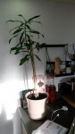 Ma plante en pot