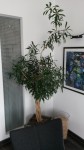 Future plante