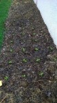 32 salades de plantées.