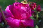 IMGP8183.jpg