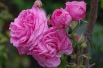IMGP8487.jpg