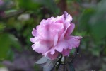 IMGP8746.jpg