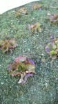 Voila les salades qui me disent de refaire un semis.<br />C'est donc la première série plantée en pleine terre.