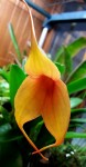 masdevallia.jpg