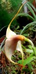 masdevallia2.jpg