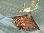 pied-vigne-2.jpg