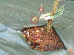 pied-vigne-2.jpg