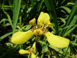 Orchidee03 (Cuba).JPG