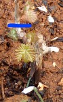 zoom-pied-vigne-2.jpg