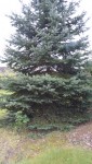 sapin-1-mini.jpg