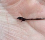 Bourgeons Acer Ginnala