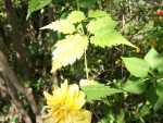 DSCF2070.jpg