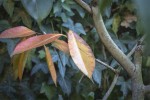 Feuilles camélia.jpg