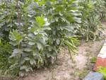 DSCN6063.JPG