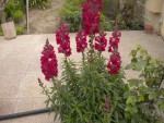 DSCN6077.JPG
