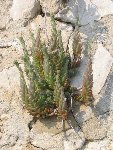 Fleur03(Frioul-13).jpg
