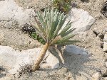 Fleur04(Frioul-13).jpg