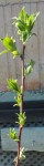 20150409_170849-1-1.jpg