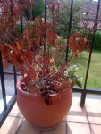 pieris.jpg