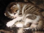 une petite photo de la minette en question (age: 2 semaines sur la photo)