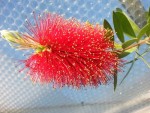 callistemon.jpg