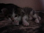 chaton 3.jpg