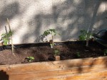 Tomates-1.jpg