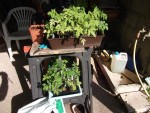 Tomates-2.jpg