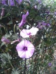 Convolvulaceae (450 x 600).jpg