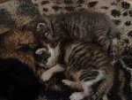 chatons 5.jpg