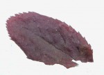 100_1874_2.JPG