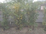 IMG_20150425_103533.jpg