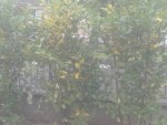 IMG_20150425_103641.jpg