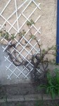1ere vielle vigne