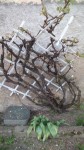 2eme vieille vigne