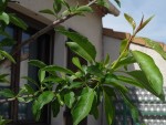 P1020820-2.jpg
