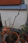DSC_7757.JPG