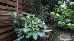 20150426_rhodo1.jpg
