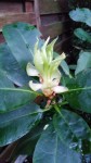 20150426_rhodo2.jpg