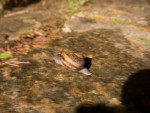 escargot_2.jpg