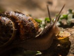 escargot.jpg