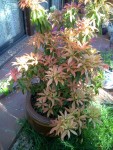 petite_20150428_183024.jpg
