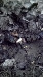 Ce soir en soulevant le P17 j'ai eu la bonne surprise de voir les haricots germés.<br />Je n'y croyait pas trop,car j'avait vraiment peur d'avoir semer les haricots trop tôt,d'autant plus que depuis le début de la semaine le temps s'est considérablement rafraîchit avec une dizaine de degrés l'après midi et des petites gelées blanches ces 2 derniers matins.