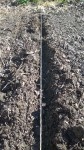 Il m'a suffit de tendre les cordeaux et de tracer les sillons à la serfouette puis d'y déposer une graine tout les 5 cm puis de les recouvrir de 3 cm de terre.<br />Les rangs sont espacés de 30 cm.
